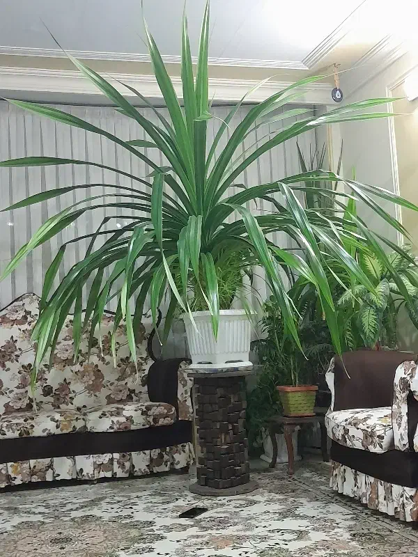 گل پاندانوس|گل و گیاه طبیعی|فردیس, فردیس|دیوار