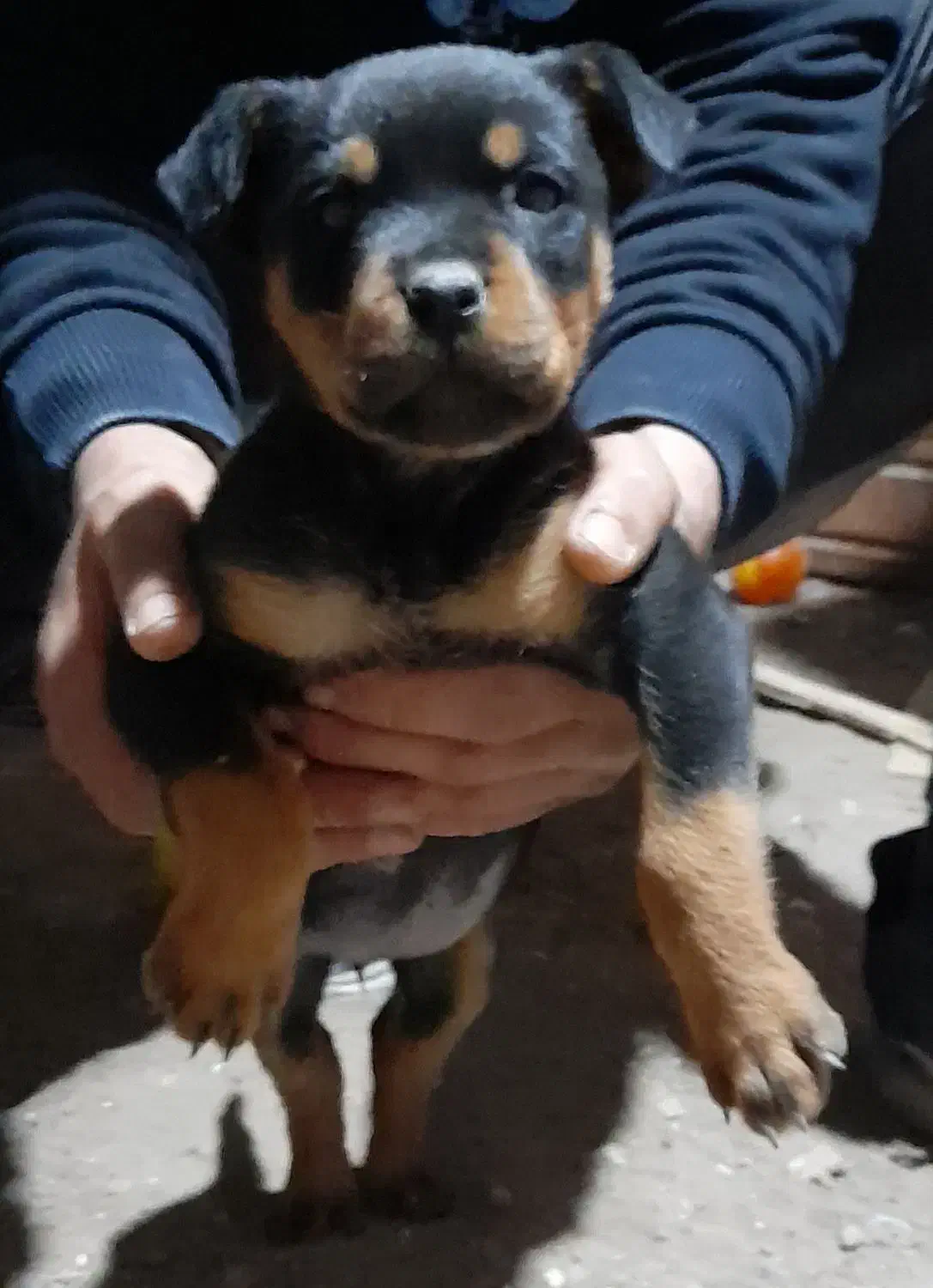 توله روتوایلر۶۰روزه|سگ|اردبیل, |دیوار