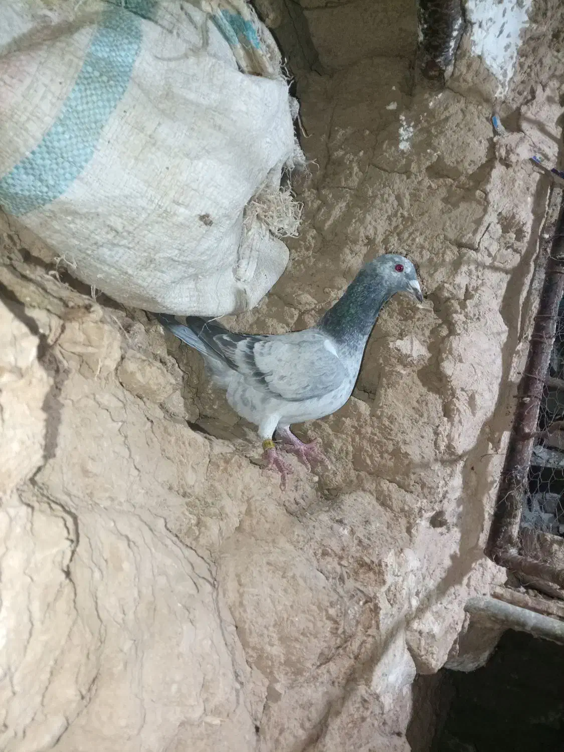 کفتر|پرنده|مود, |دیوار