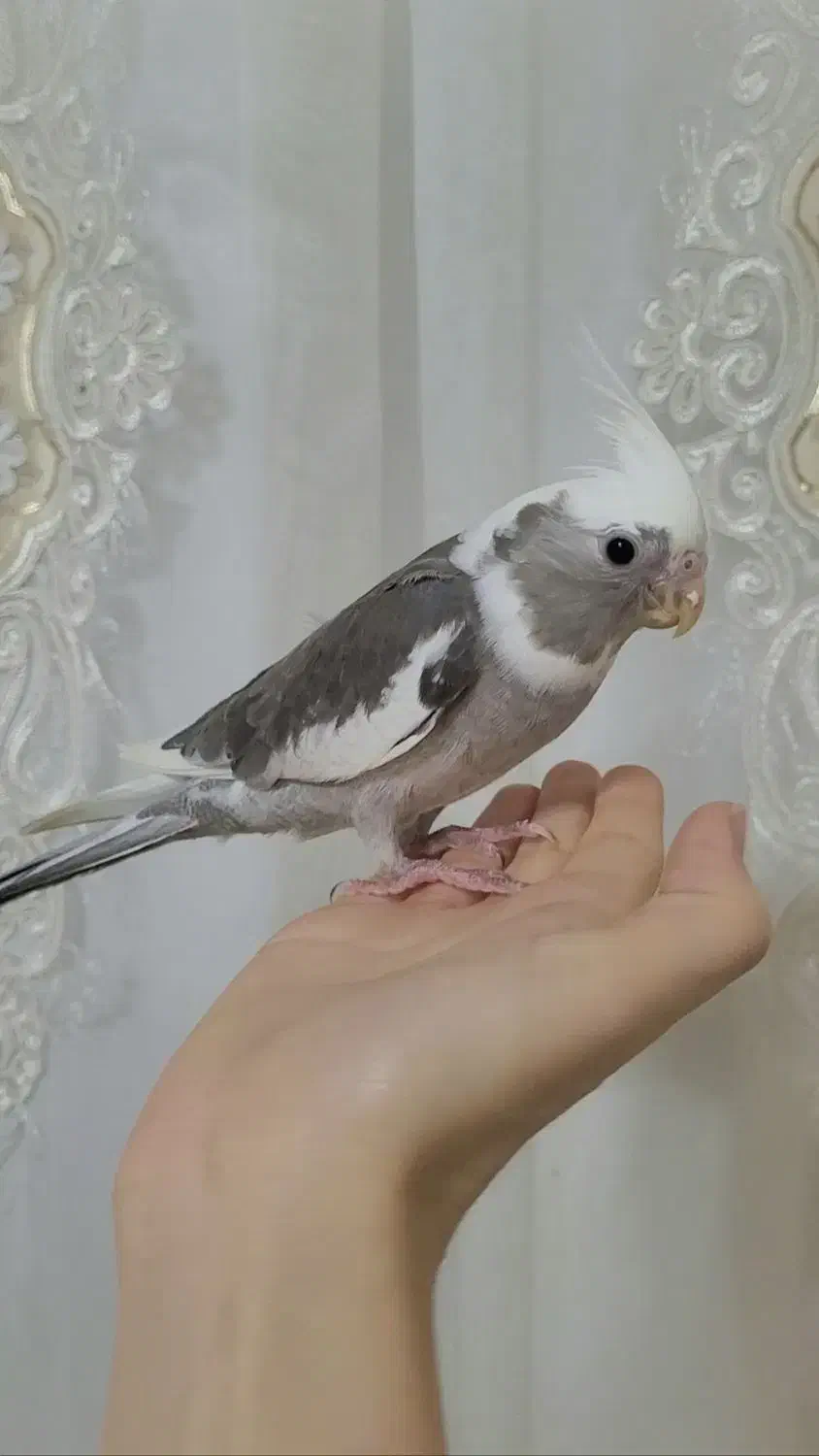 عروس هلندی آلبینو|پرنده|رشت, نیکمرام|دیوار