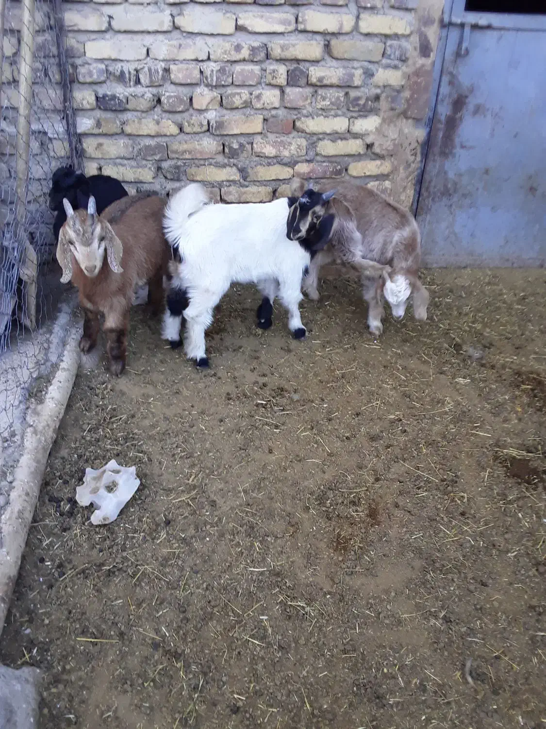 بره شیری وبزغاله|حیوانات مزرعه|قره چای, |دیوار