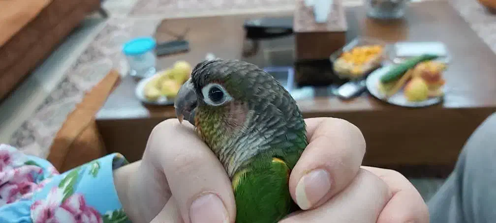 گرینچیک سخن گو و رام|پرنده|رویان, |دیوار