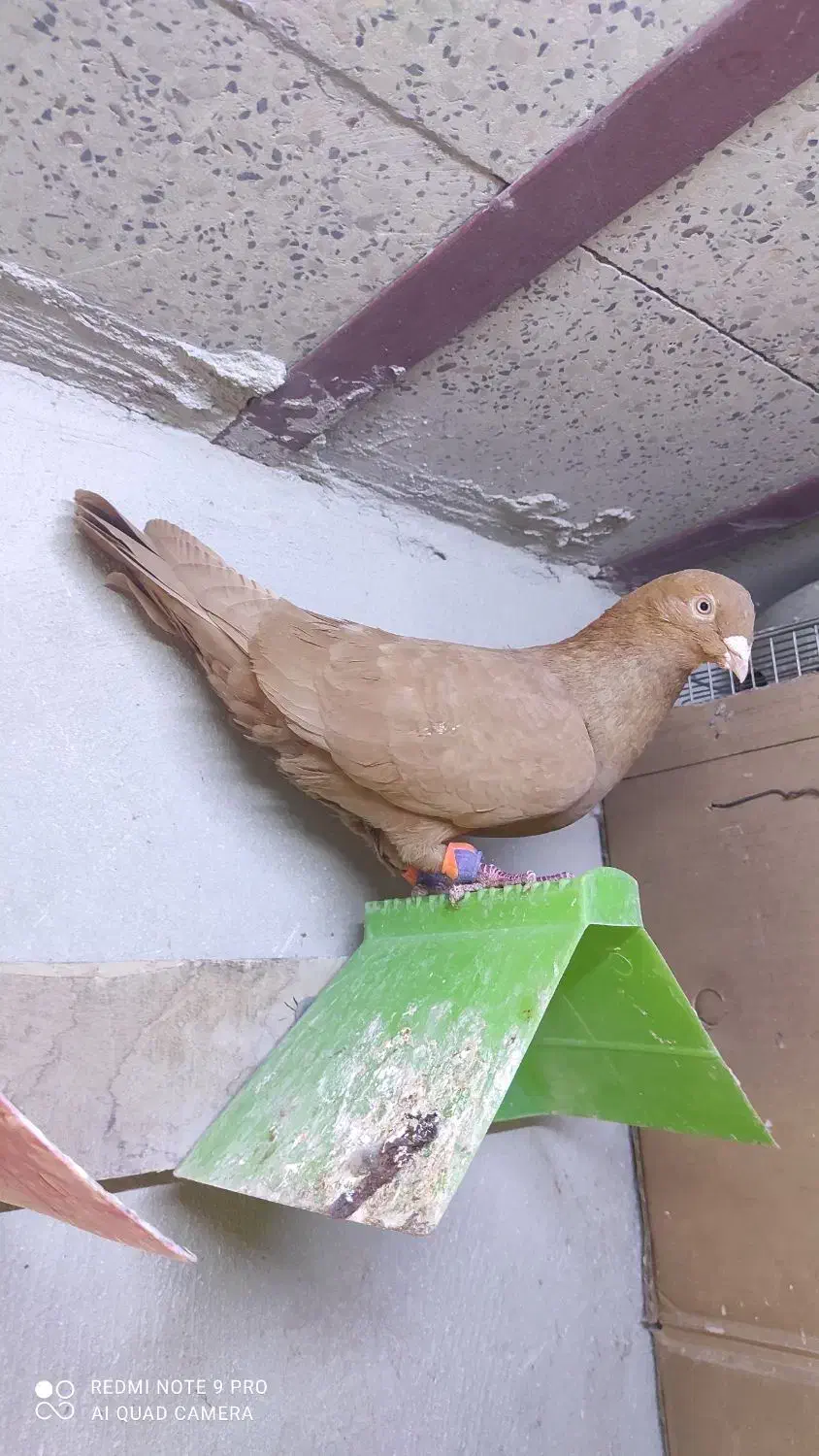 کبوتر رنگی|پرنده|اهواز, شهرک دانشگاه|دیوار