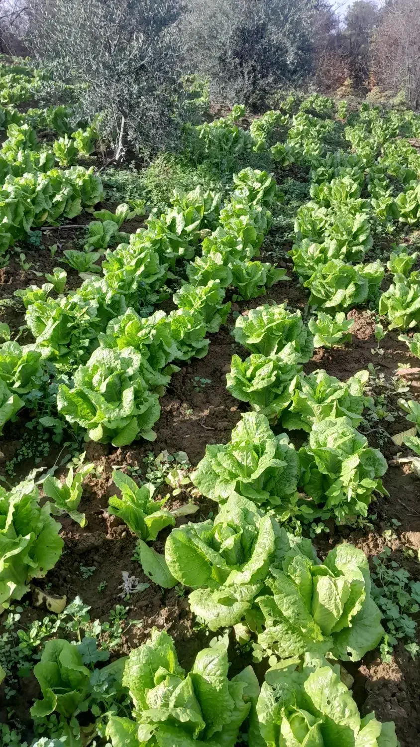 کاهو پیچ روغنی|گل و گیاه طبیعی|خان ببین, |دیوار