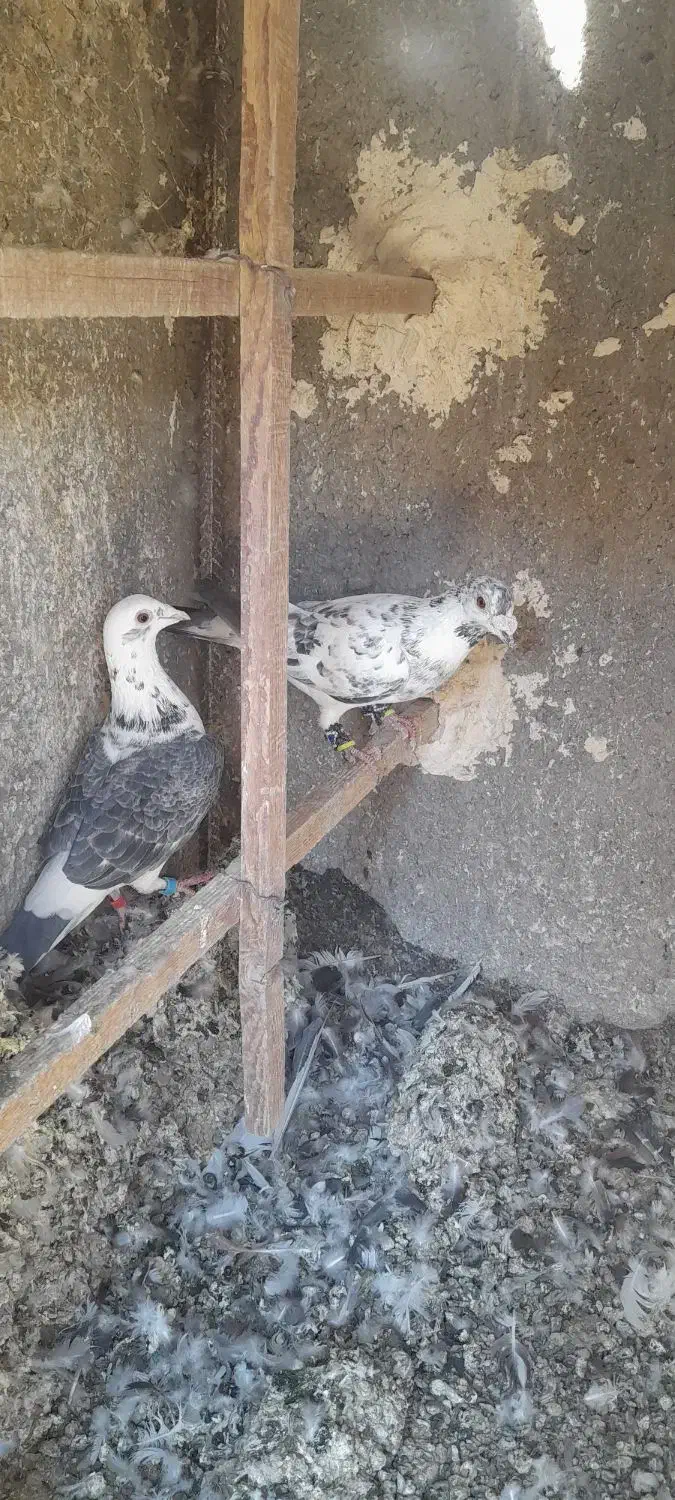 کبوتر فروشی|پرنده|تربت‌حیدریه, پائین ولایت|دیوار