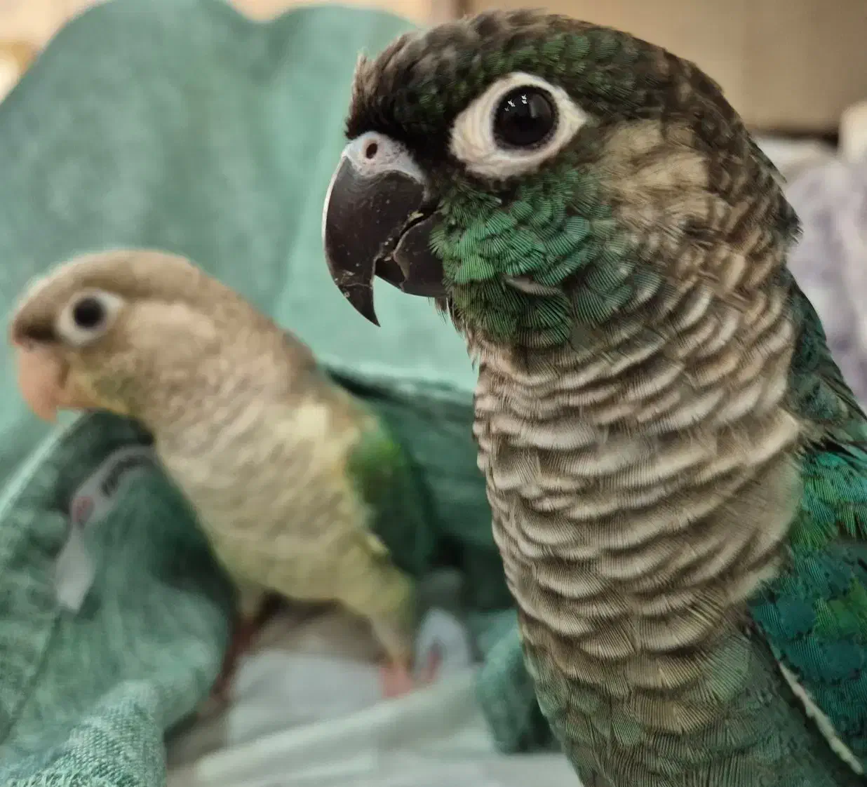 گرینچیک نر و ماده|پرنده|کرج, گلشهر|دیوار