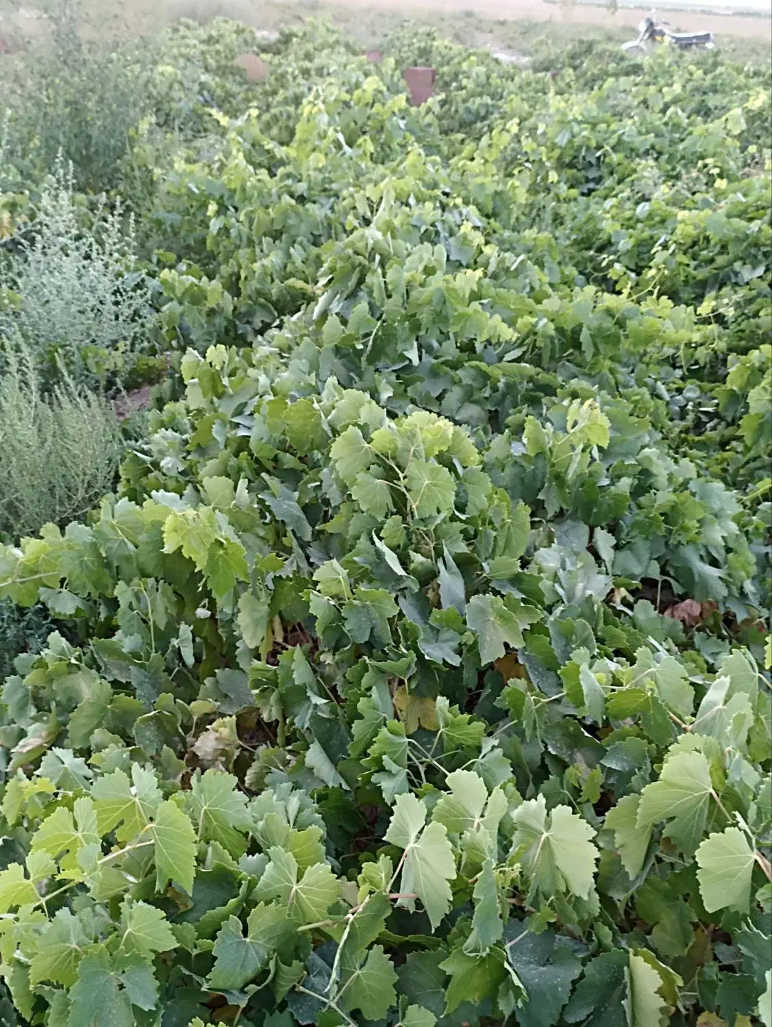 نهال انگور بیدانه سفید|خدمات باغبانی و درختکاری|خرمدشت, |دیوار