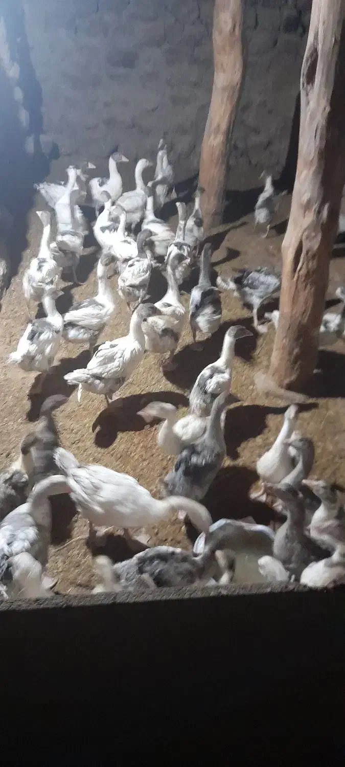 جوجه غاز|حیوانات مزرعه|هشترود, |دیوار