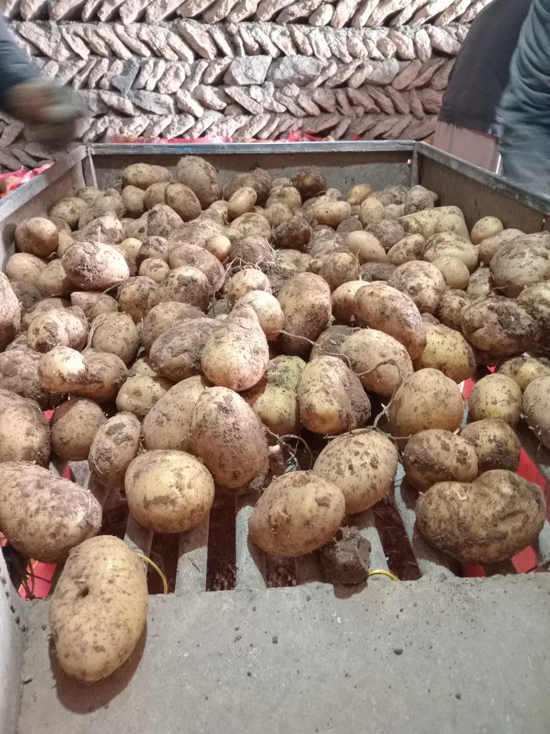 سیب زمینی|خوردنی و آشامیدنی|بلبان آباد, |دیوار