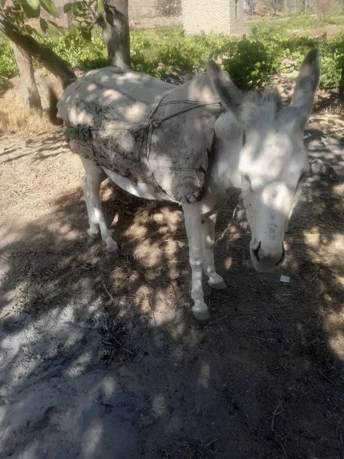 خرگوسفندی|حیوانات مزرعه|بجنورد, |دیوار