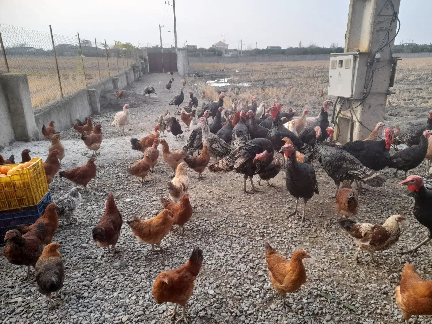 فروش محصولات ارگانیک مزرعه سبز|حیوانات مزرعه|گتاب, |دیوار