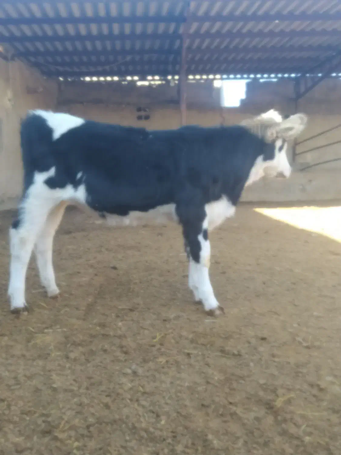 گوساله سیمینتال ماده|حیوانات مزرعه|بجنورد, |دیوار