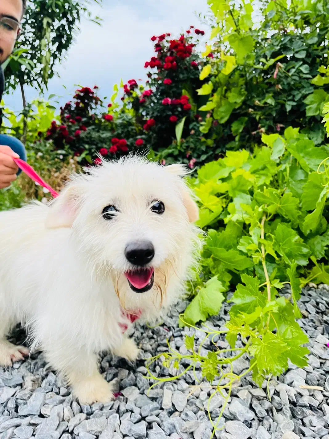 سگ.|سگ|اراک, |دیوار