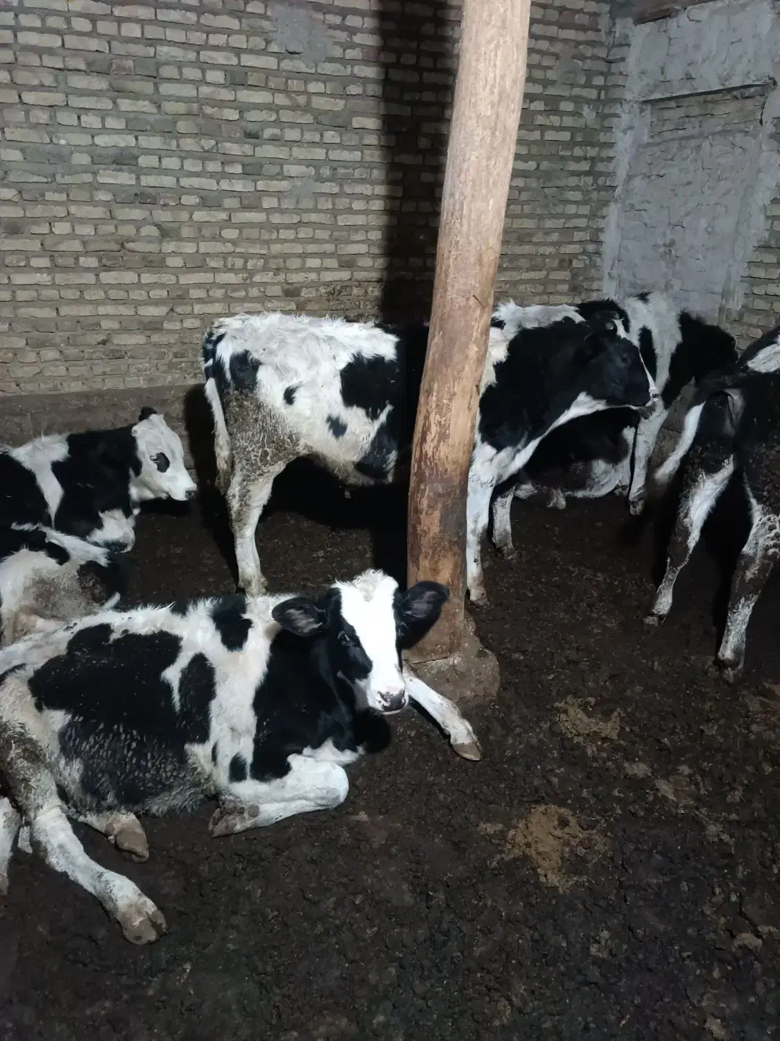 گاو نر ۸عدد|حیوانات مزرعه|صوفیان, |دیوار