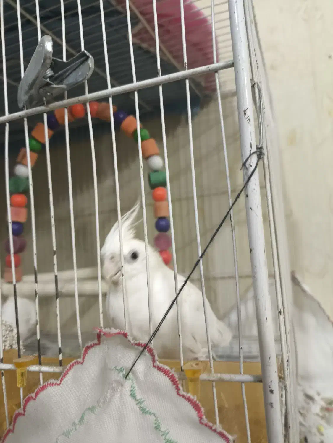 ۲ جفت عروس هلندی سر حال و مولد در حال تخم گذاری|پرنده|مشهد, جاهد شهر|دیوار