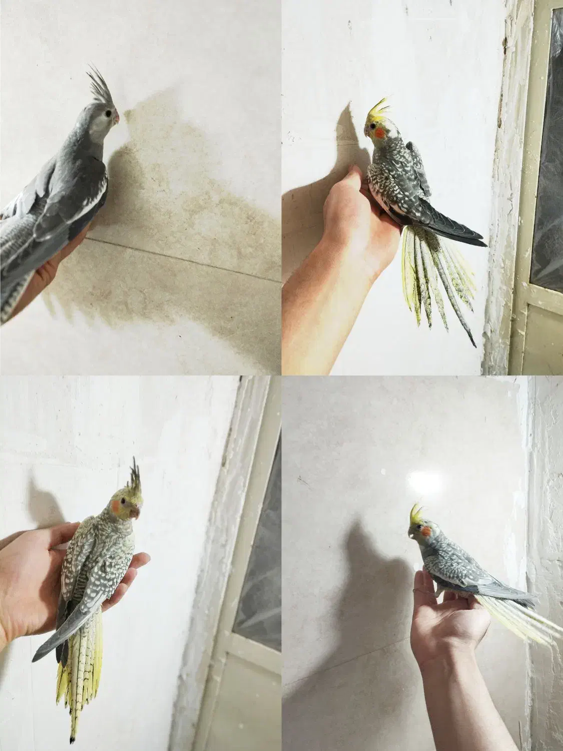 جوجه عروس هلندی دون خور|پرنده|خمین, |دیوار