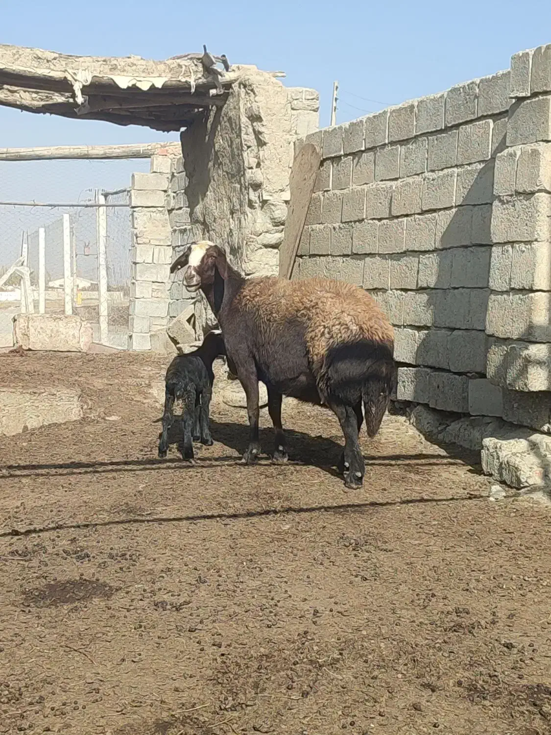 میش قزل درجه یک|حیوانات مزرعه|محمدبار, |دیوار