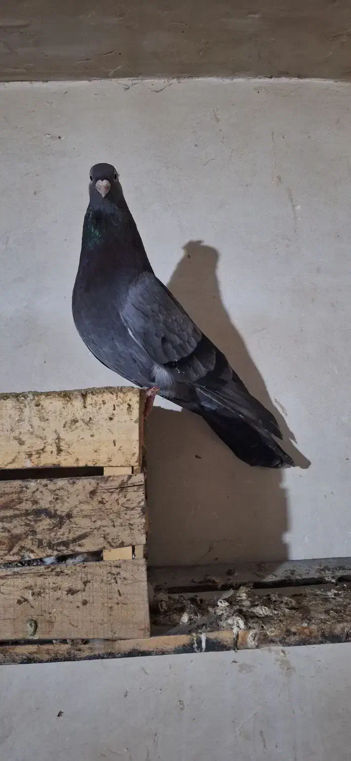 صرب|پرنده|هندیجان, |دیوار