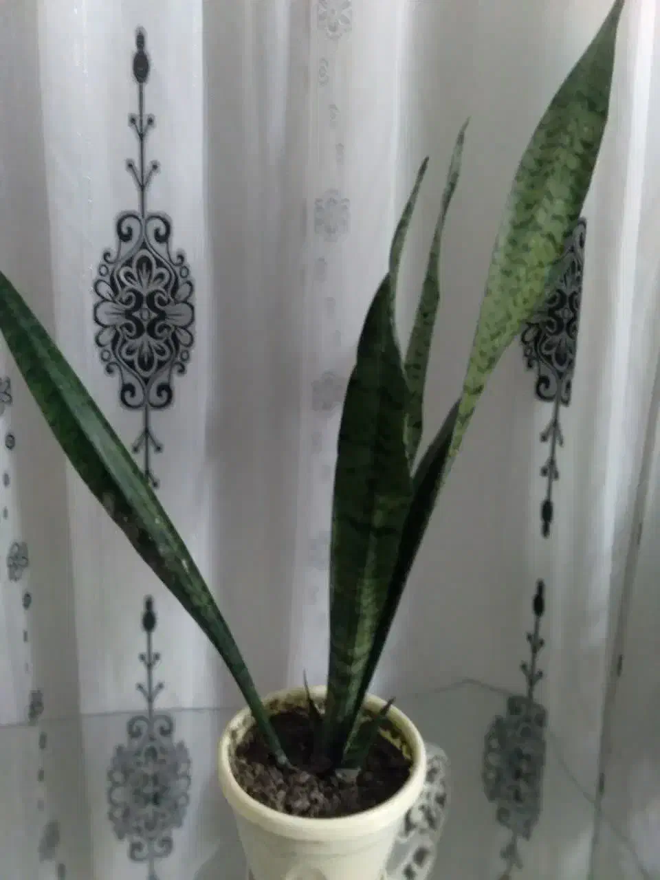 گل سانسوریا|گل و گیاه طبیعی|مشهد, استاد یوسفی (شهرک غرب)|دیوار