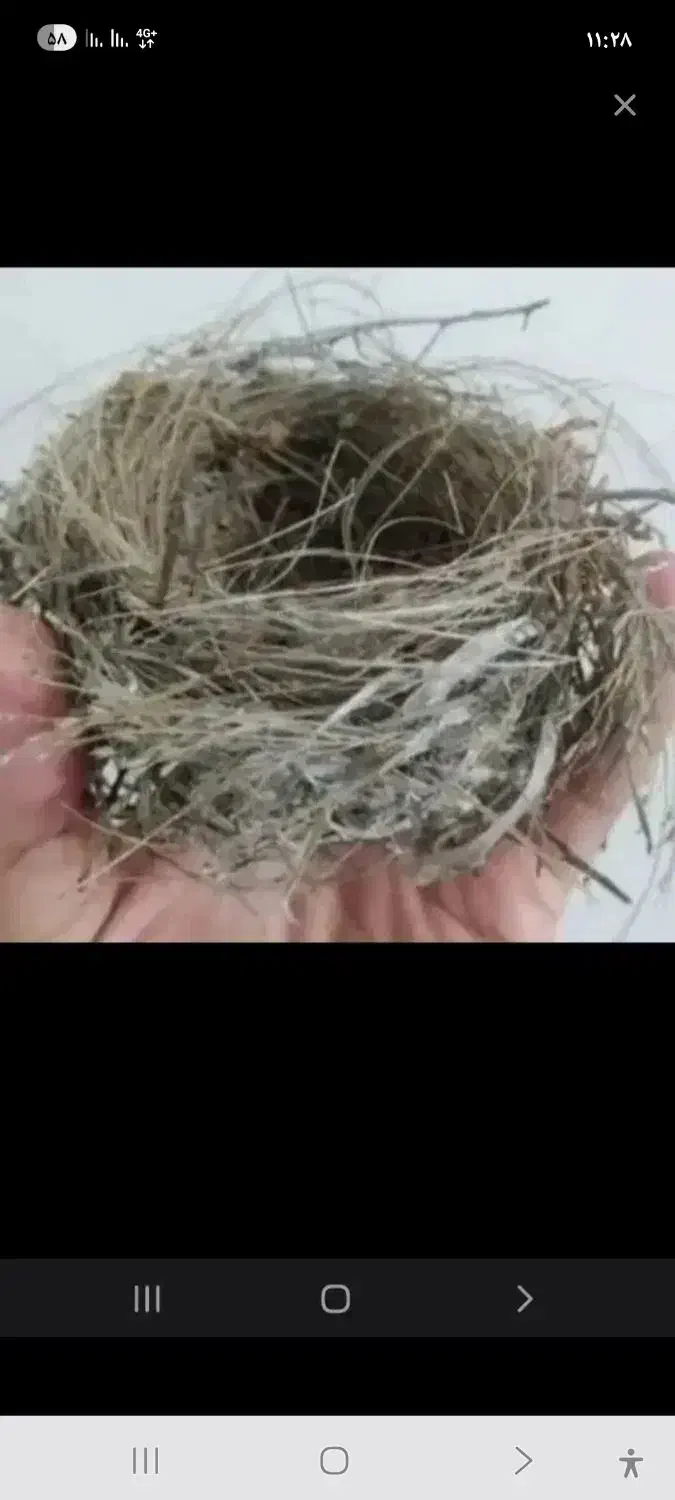 قناری درشت|پرنده|کارون, |دیوار