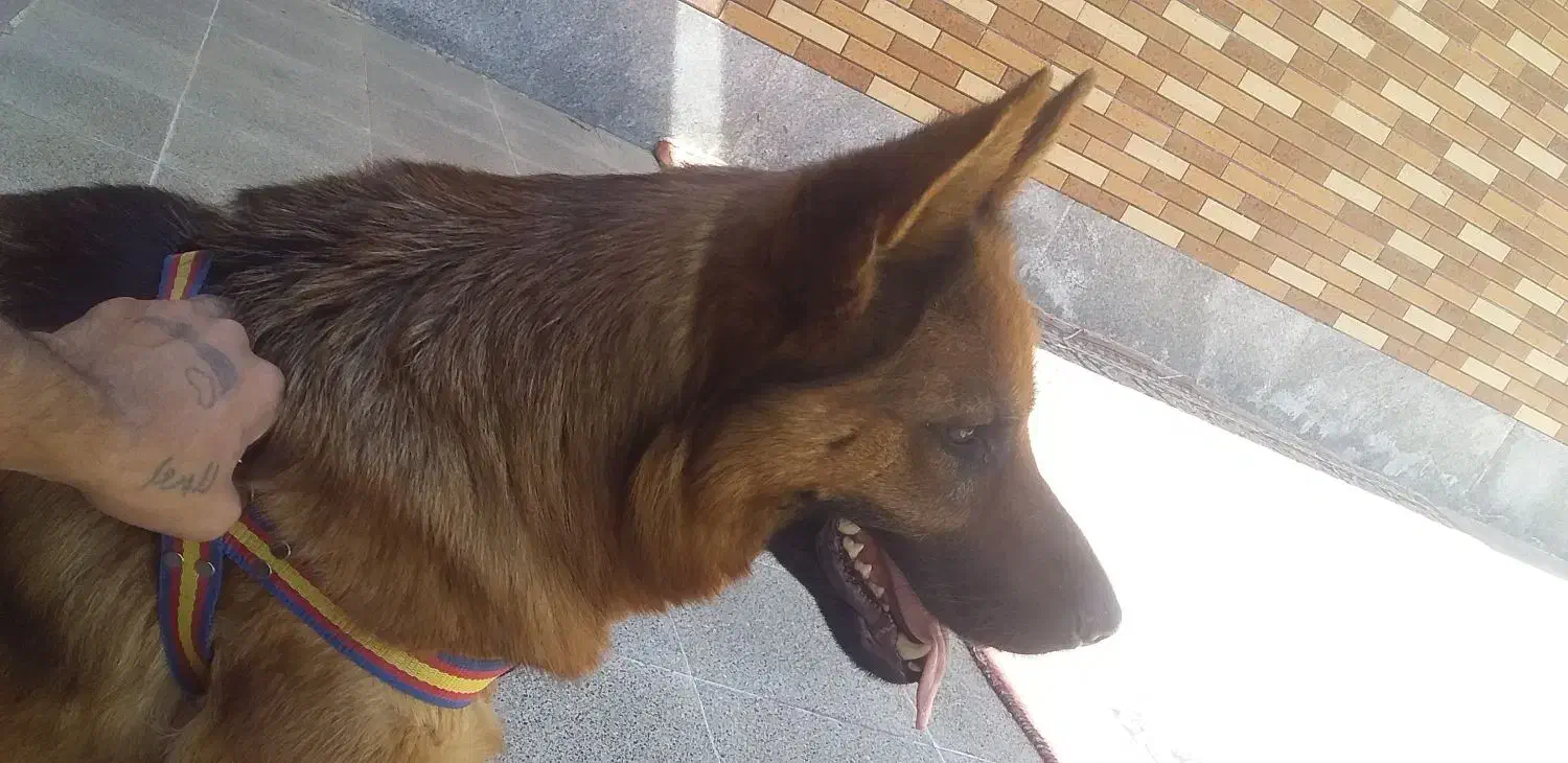 سگ ژرمن ماده|سگ|مشهد, هفت تیر (آب و برق)|دیوار