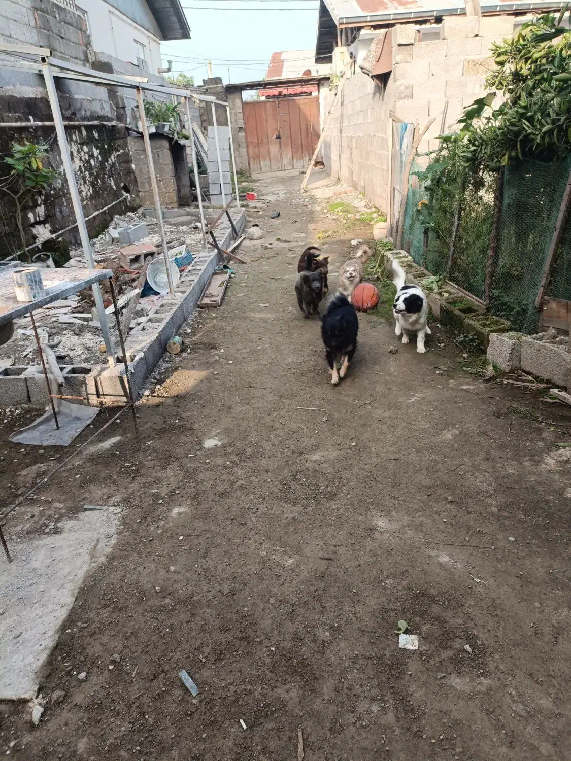 اشپیتز هاسکی|سگ|رشت, ولکس|دیوار