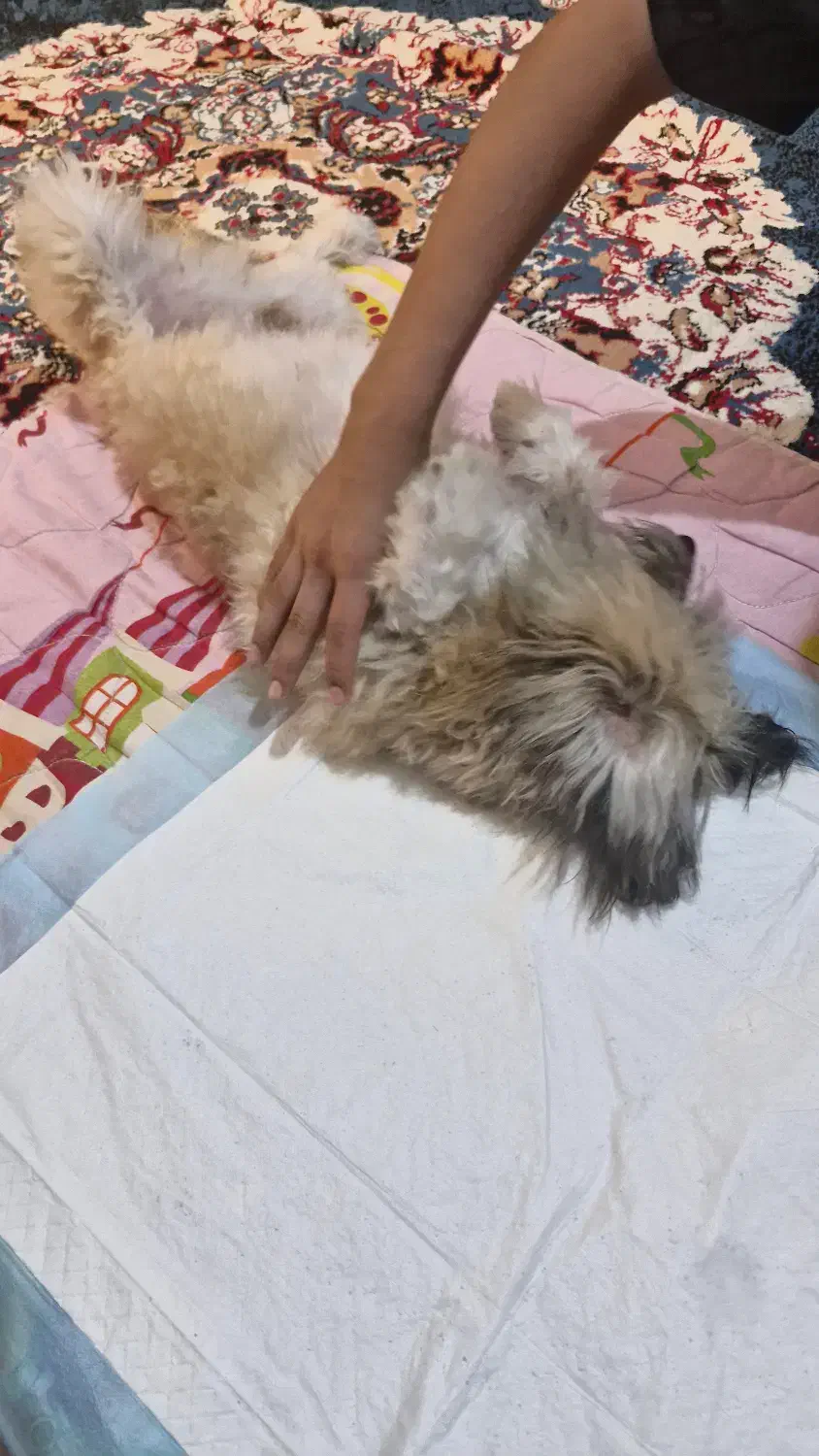 سگ شیتزو نر|سگ|جیرفت, |دیوار