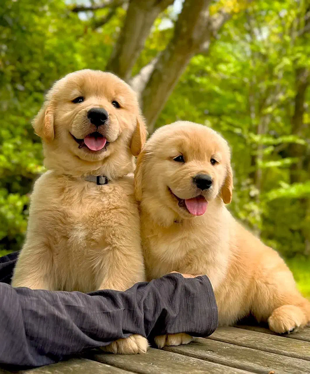 گلدن رتریور|سگ|تهران, زعفرانیه|دیوار