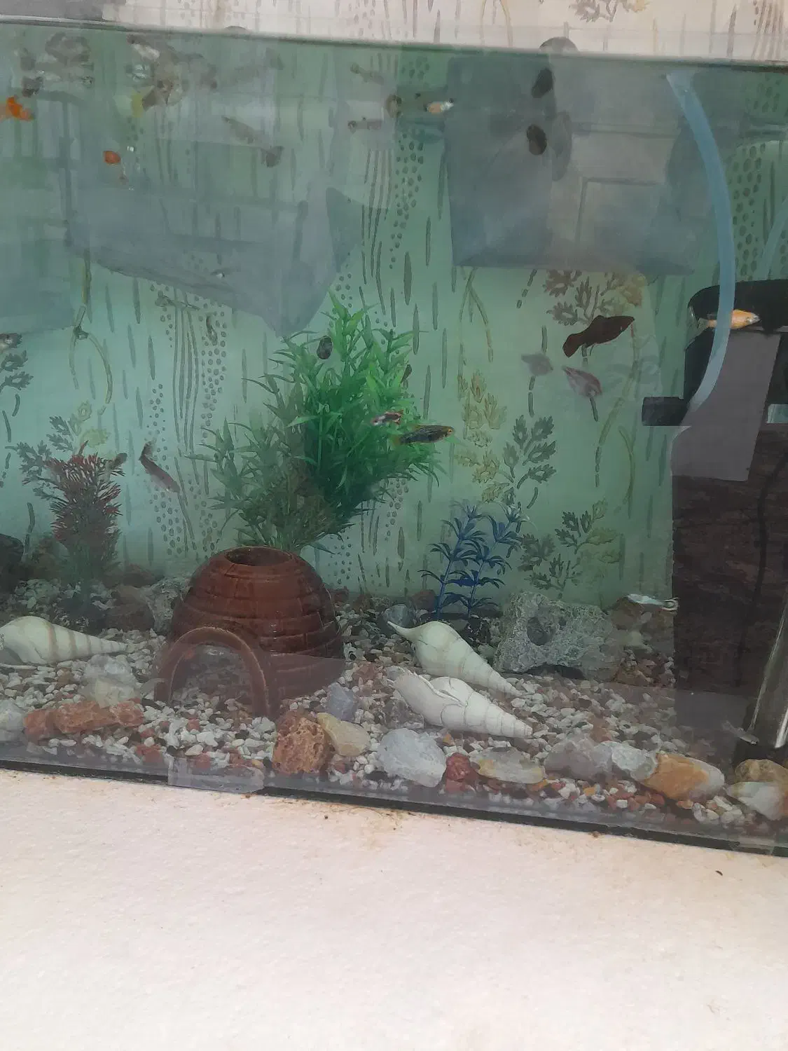 ماهی اکواریمی|ماهی|مراغه, |دیوار