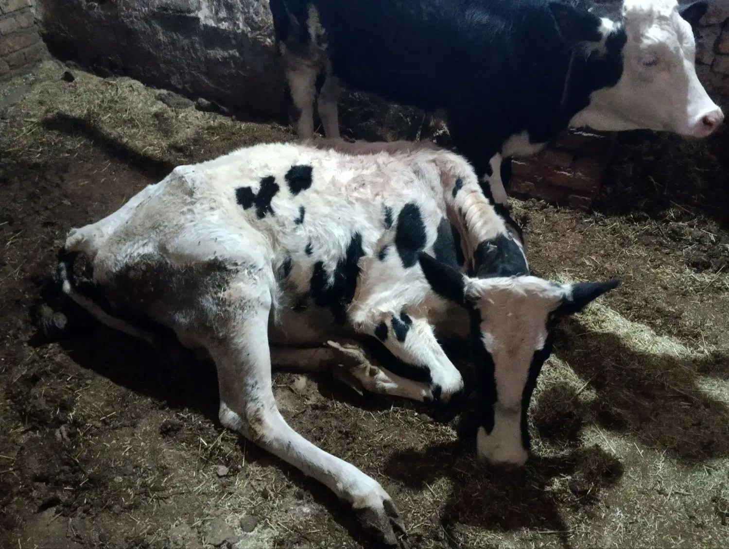 فروش و خرید انواع گاو زمین گیر کسل حال|حیوانات مزرعه|اراک, |دیوار