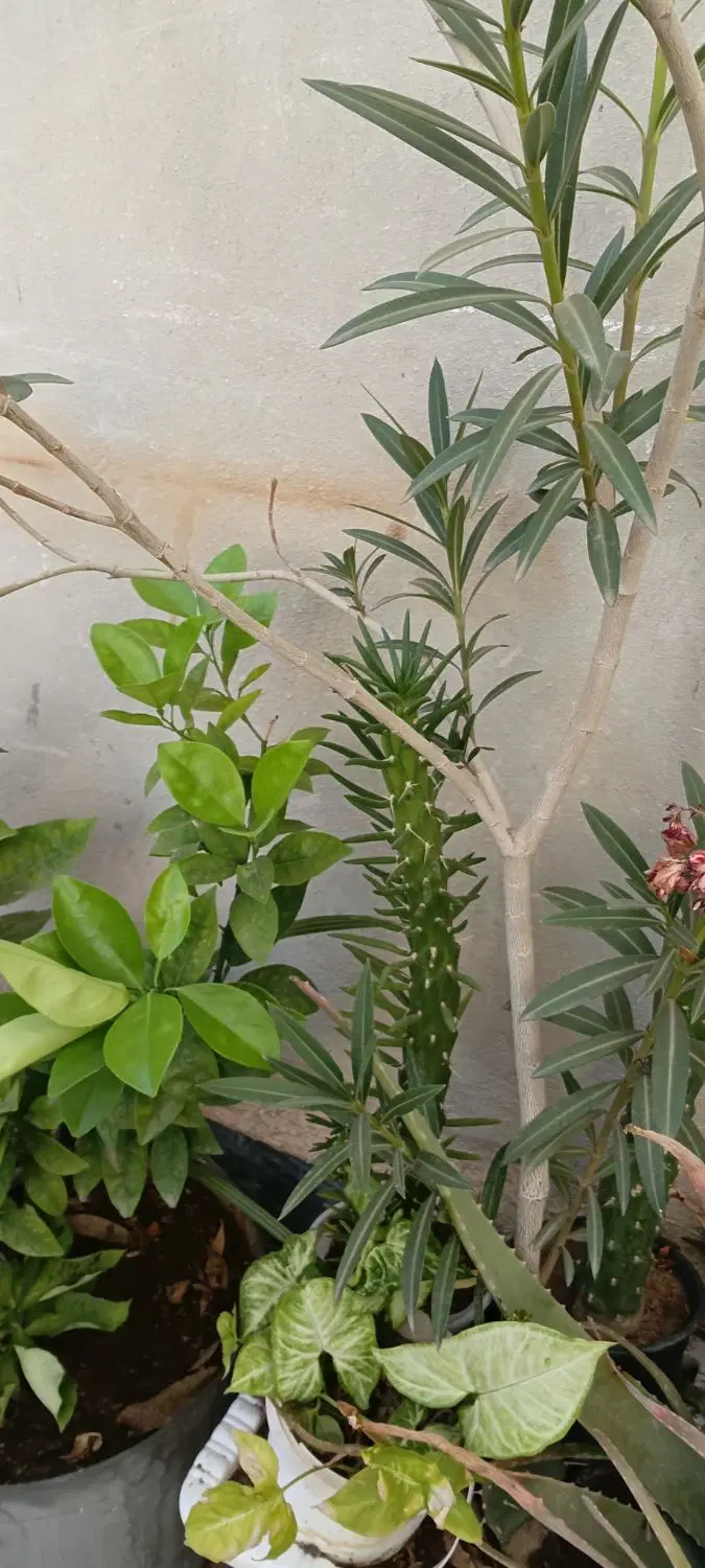 گول|گل و گیاه طبیعی|جلفا, |دیوار
