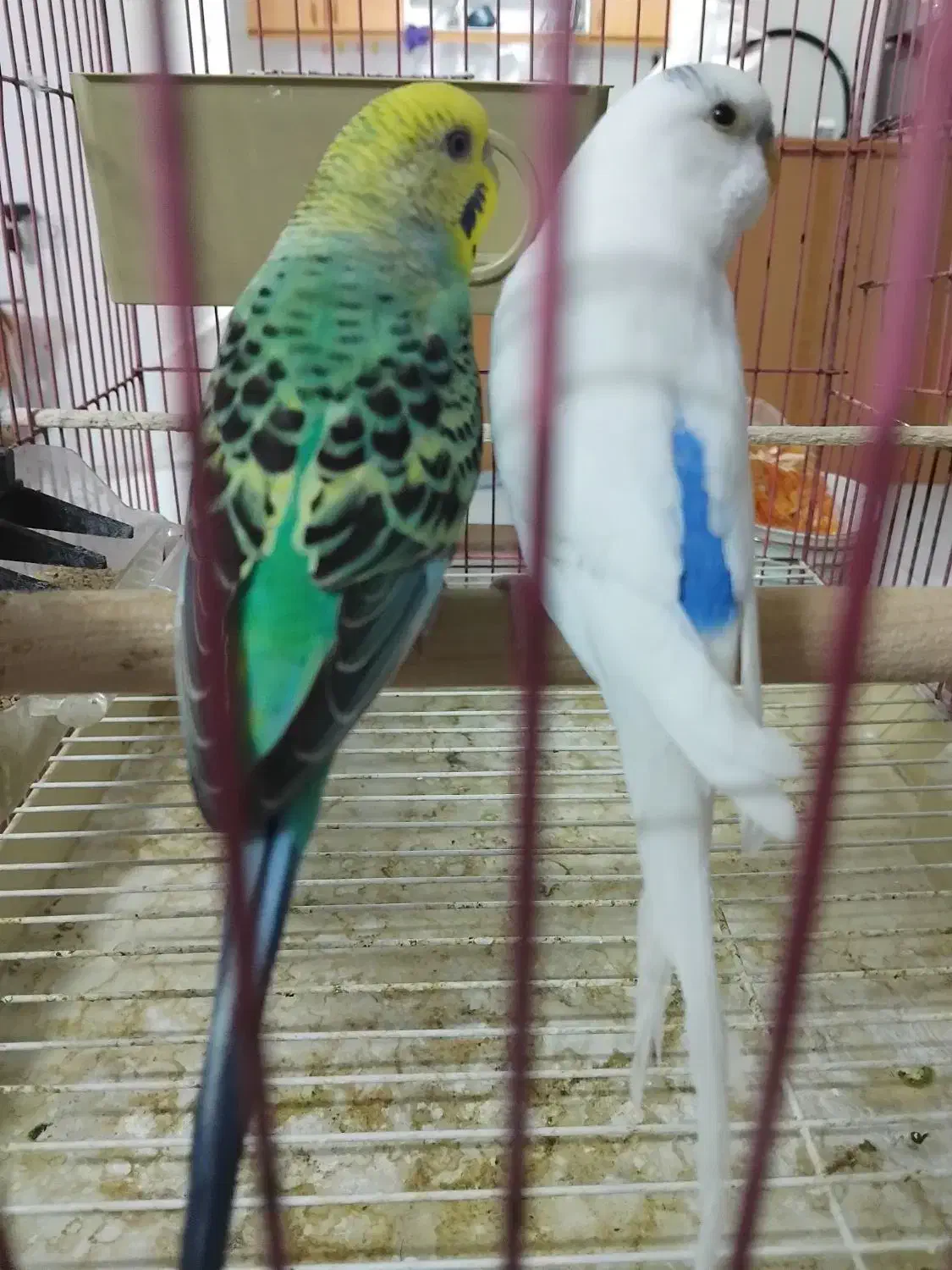 مرغ عشق رنگ خاص روی تخم بشرط|پرنده|مشهد, عبادی|دیوار