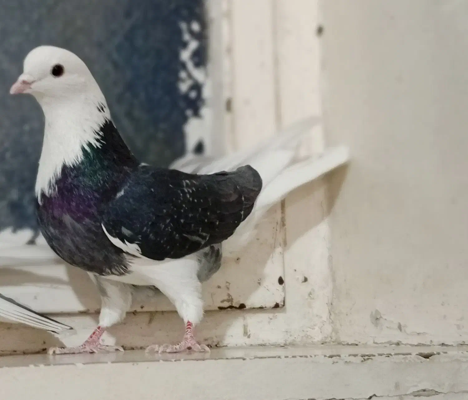 کفتر کبوتر|پرنده|تهران, سبلان (لشگر)|دیوار