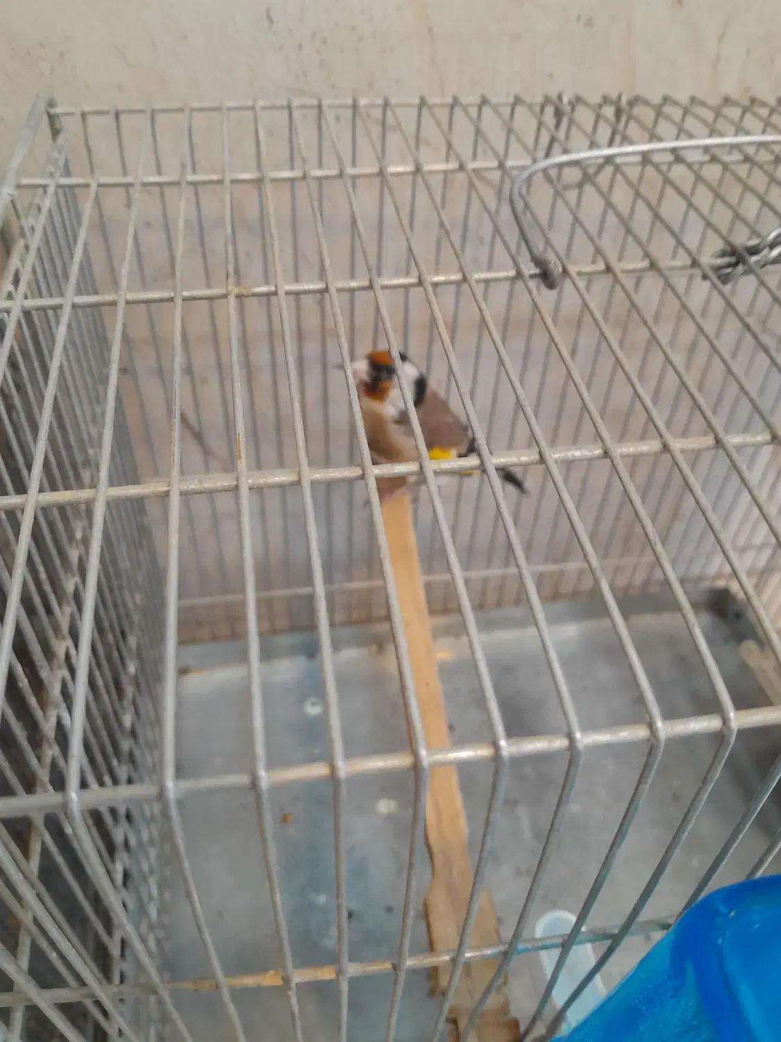 انواع سهره|پرنده|کبودرآهنگ, |دیوار