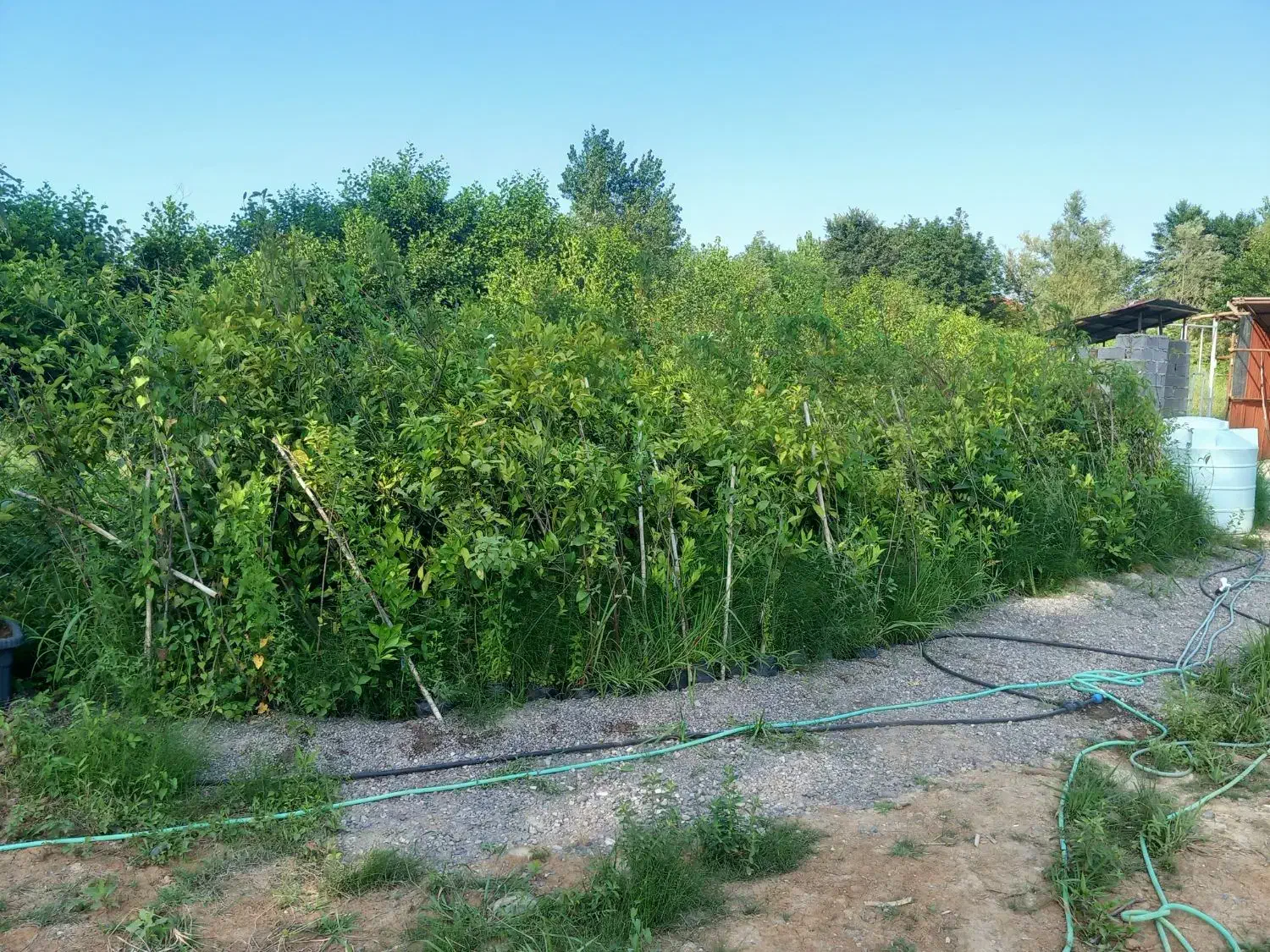 نهال میوه همجوره مرکبات|گل و گیاه طبیعی|سیاهکل, |دیوار