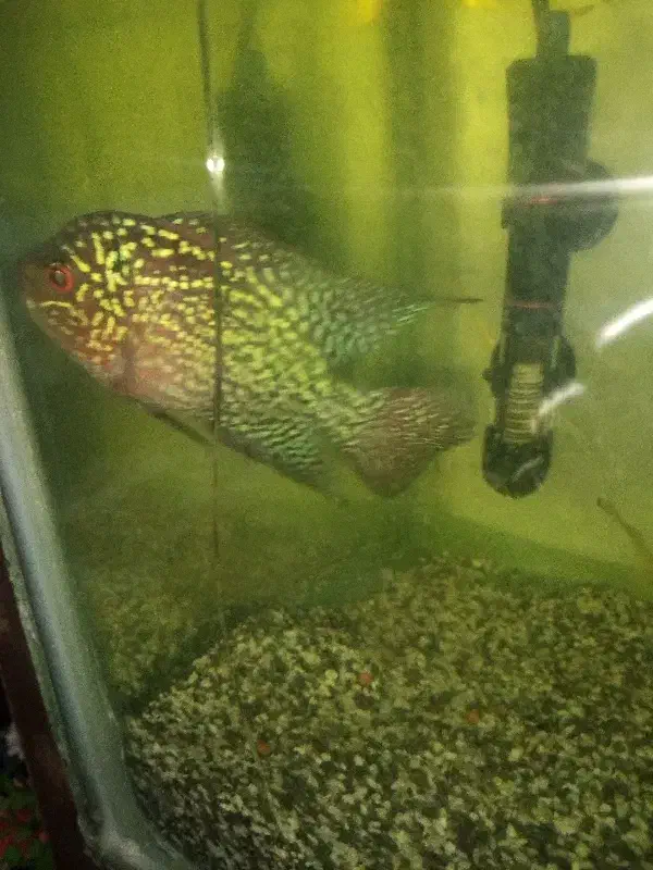 فلاور کانفا|ماهی|اهواز, بهارستان|دیوار