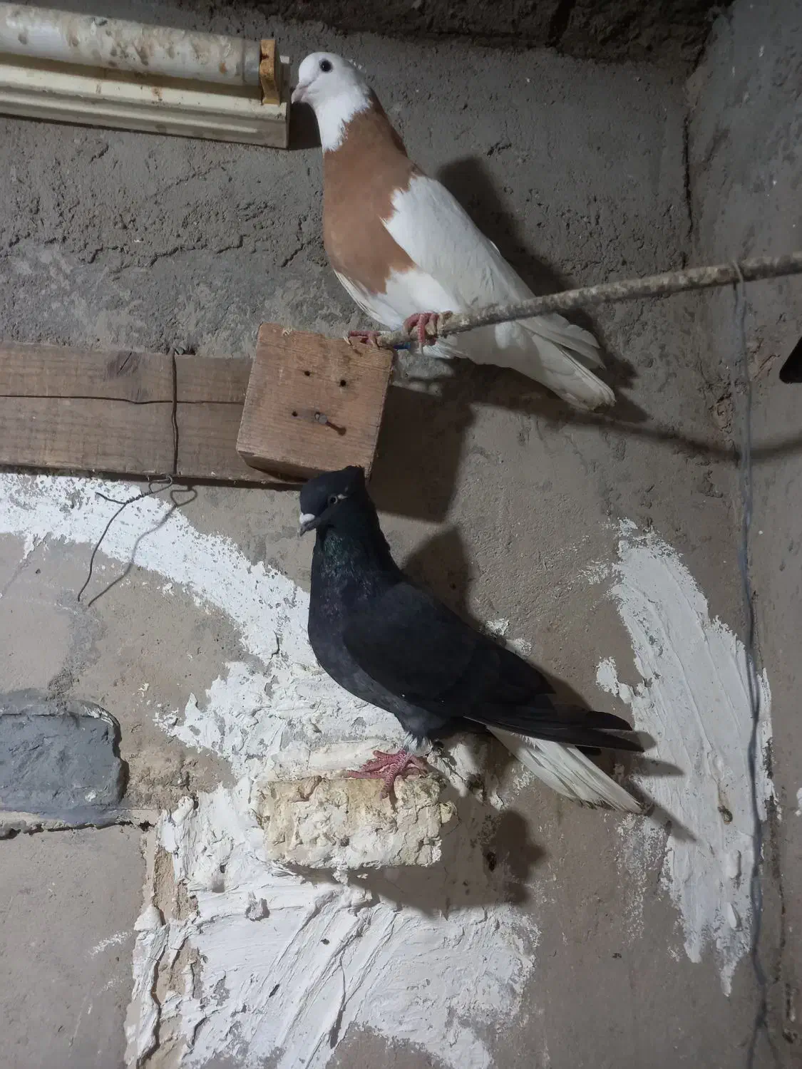 اشعل|پرنده|باوی, |دیوار