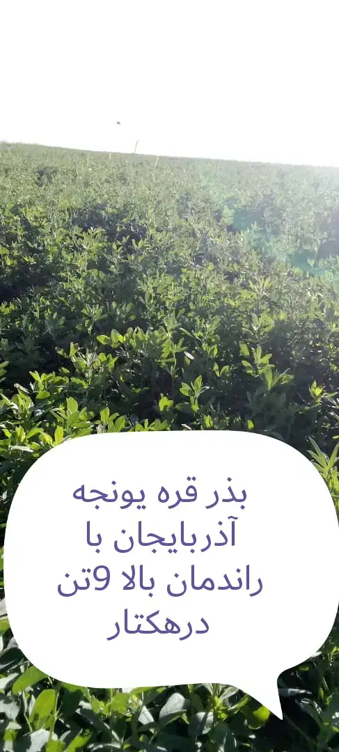 بذر قره یونجه آذربایجان با راندمان بالا|خدمات باغبانی و درختکاری|اهواز, آریاشهر|دیوار