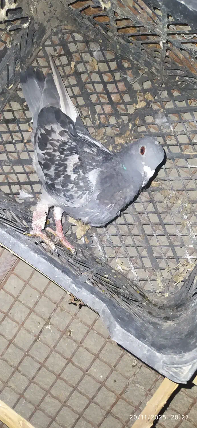 کبوتر فروشی|پرنده|سراوان, |دیوار