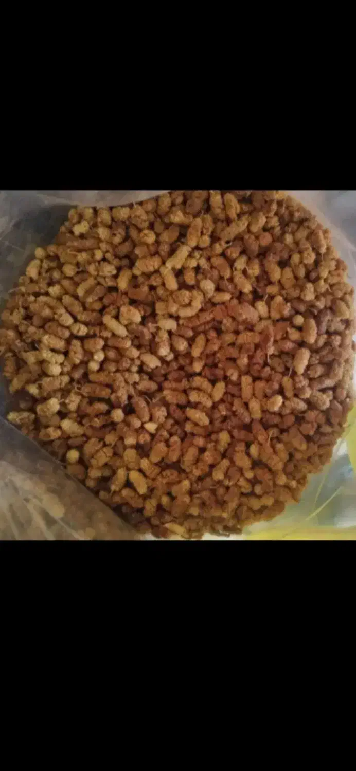 توت خشک|حراج|املش, |دیوار