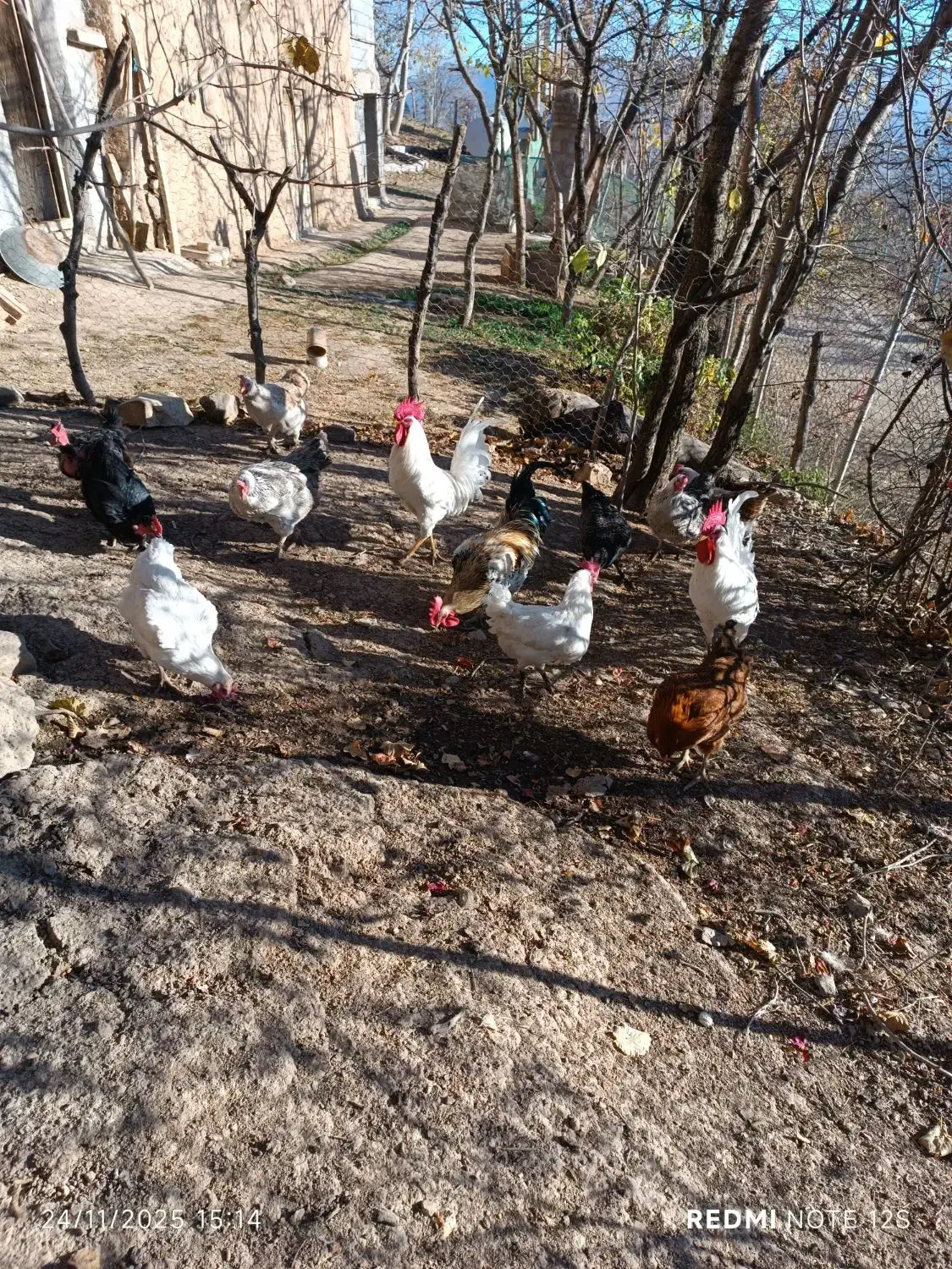 تعدادی مرغ سالم گوشتی وتخم گذار|حیوانات مزرعه|سیاهکل, |دیوار