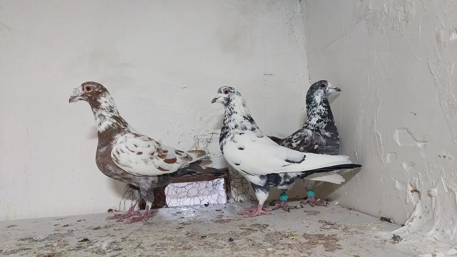 سوسکی سرخ نر|پرنده|بجنورد, |دیوار