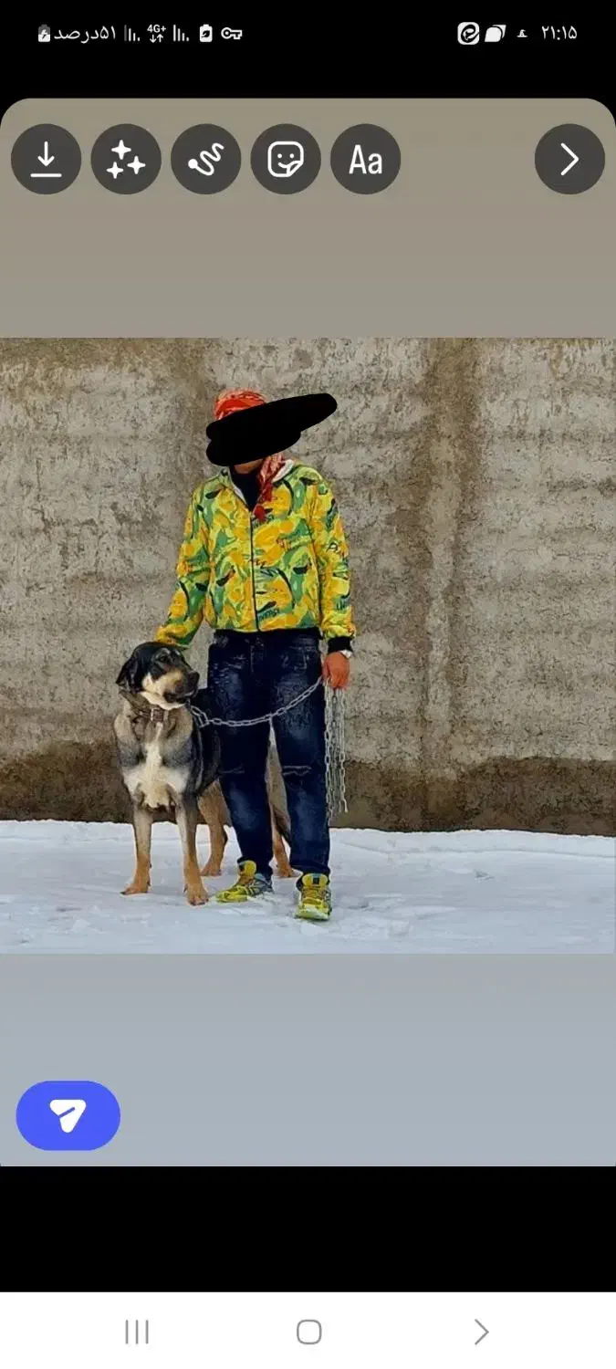 سگ پژدر|سگ|قم, سالاریه|دیوار