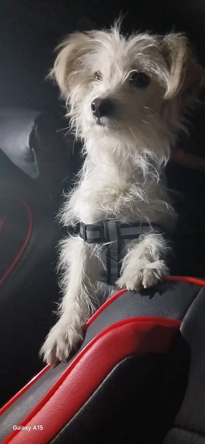 سگ پاکوتاه|سگ|اراک, |دیوار