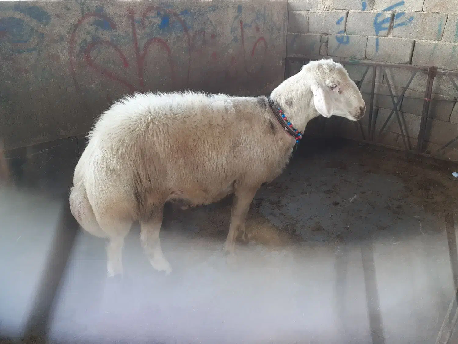 بره قورچ|حیوانات مزرعه|فیروزآباد (لرستان), |دیوار