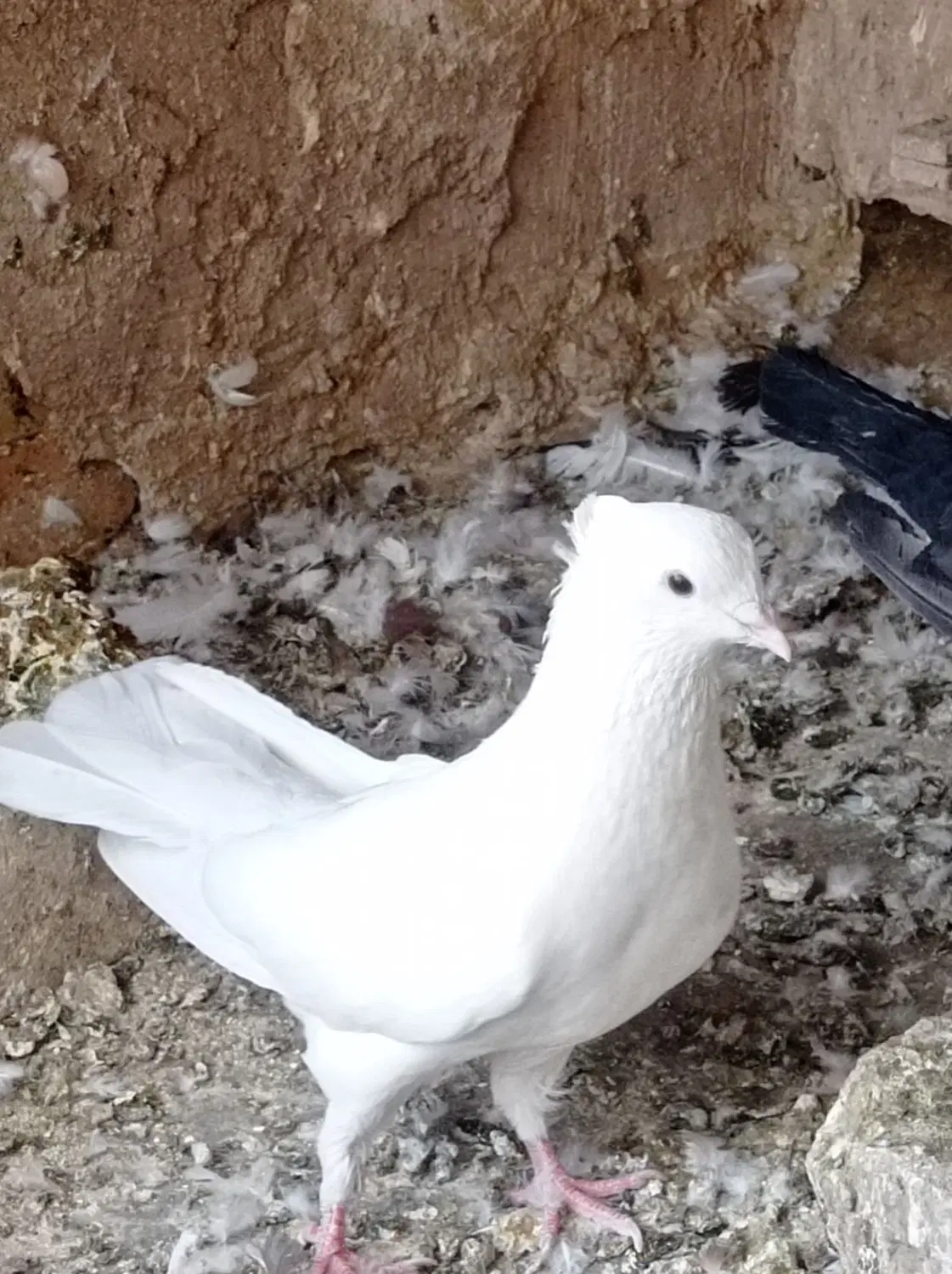 سینه|پرنده|مشهد, بهارستان|دیوار