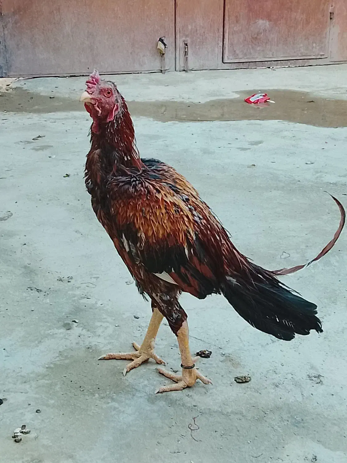 لاری|حیوانات مزرعه|سراوان, |دیوار