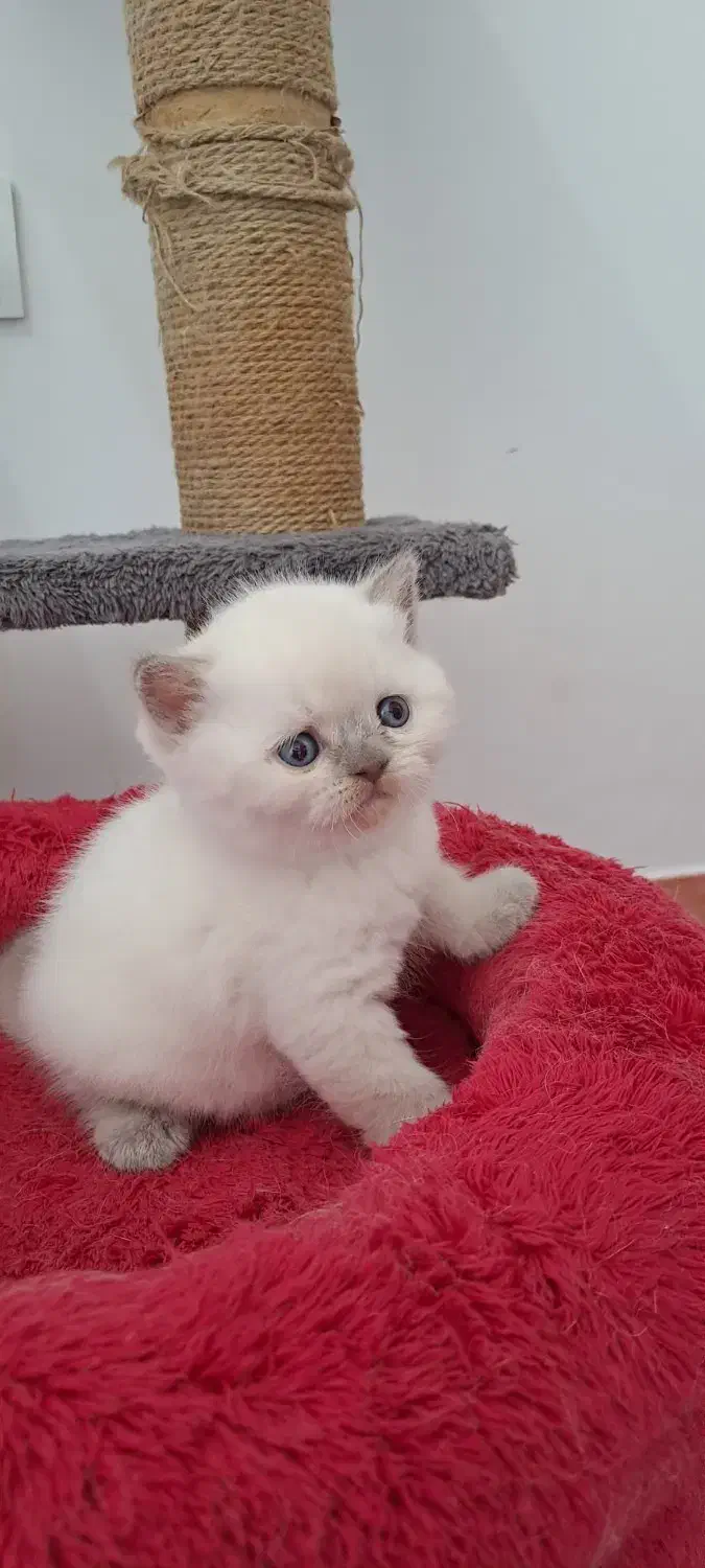 گربه های زیبا و شجره دار و تربیت شده|گربه|شیراز, ابیوردی|دیوار