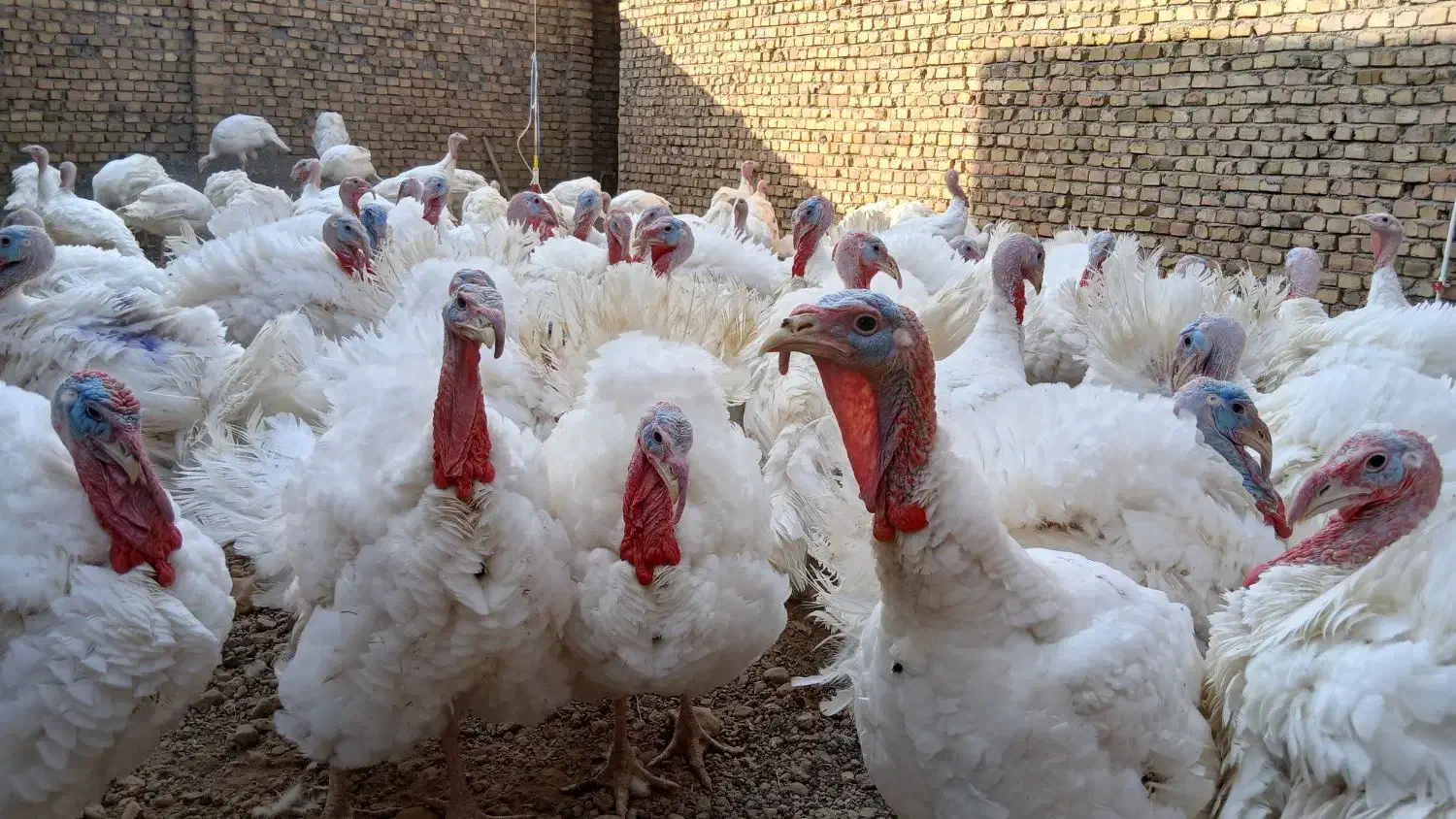 بوقلمون|حیوانات مزرعه|جوین, |دیوار