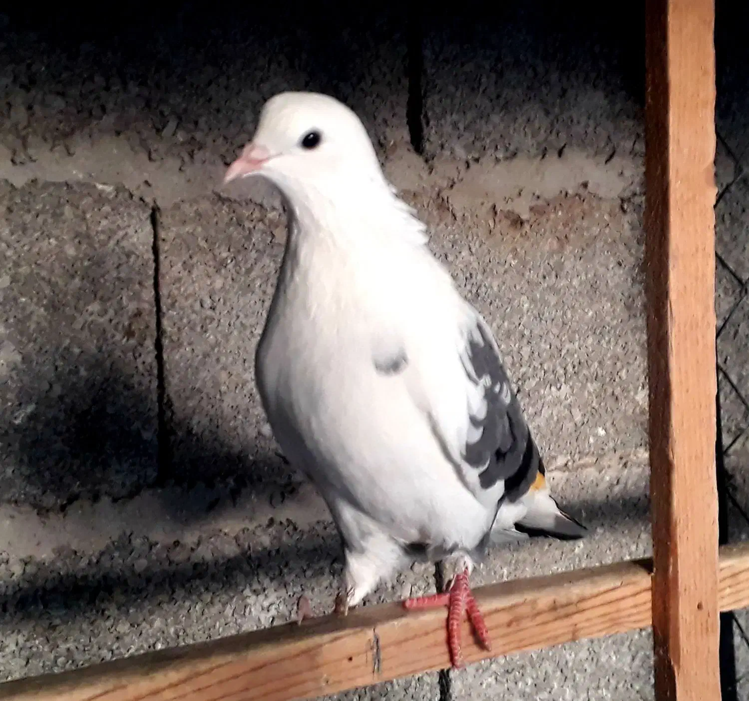 کبوتر ابلغ سبز ماده|پرنده|خمام, |دیوار